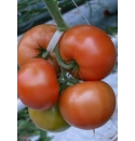 Pomidor Foronti 500 naion