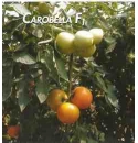 Pomidor Carobella 500n