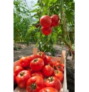 Pomidor Baron 0,1g ok 25 nasion