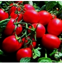 Pomidor Vegas 5000 nasion