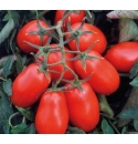 Pomidor Crosby 5000 nasion