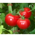 Pomidor malinowy Fuji Pink 500 nasion