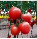 Pomidor Kristoff 100 nasion - malinowe jajko