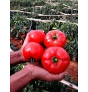 Pomidor Eurasia 1000 nasion