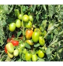 Pomidor Vistula 1000 nasion