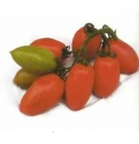 Pomidor Reconquista 500 nasion