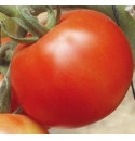 Pomidor Fanny 500 nasion