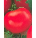Pomidor Julia 500 nasion