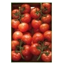 Pomidor Komeett 500 nasiona