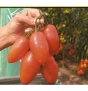 Pomidor Yoga 500 nasion