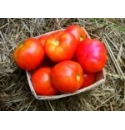 Pomidor Amati 500 nasion