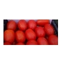Pomidor Galilea 1000 nasion