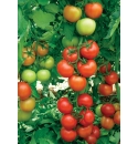 Pomidor Antalya 500 nasion