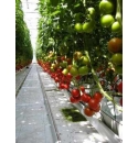 Pomidor Grandella 500n