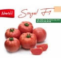 Pomidor Songul 250 nasion