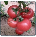 Pomidor MAL200 (astra) 250 nasion