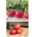 Pomidor Hapynet 1000 nasion
