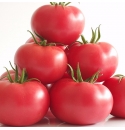 Pomidor Manistella HA 3626 250 nasion