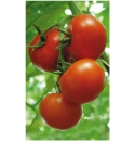 Pomidor Admiro 500 nasion