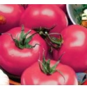Pomidor Kanna 250 nasion