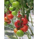 Pomidor Gonsella 250 nasion