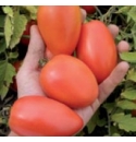 Pomidor Chelse 1000 nasion