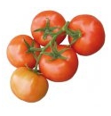 Pomidor Idoll 500n