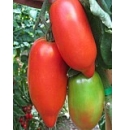 Pomidor Factor 500 nasion