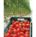 Pomidor Euforia 500 nasion