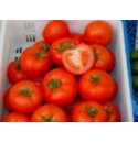 Pomidor Tamaris 250 nasion