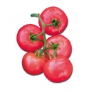 Pomidor Bakony 500 nasion