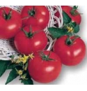 Pomidor Malory 1000 nasion