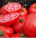 Pomidor Red Deuce 5000 nasion