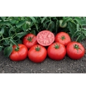 Pomidor Tomsk 1000 nasion