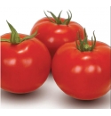 Pomidor Bobcat 1000 nasion