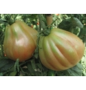 Pomidor Albenga (CUOR DI BUE) 500 nasion