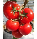 Pomidor Oasis (CLX 37468) 250 nasion
