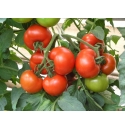 Pomidor Celzus 500 nasion
