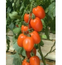 Pomidor Kilates 500 nasion