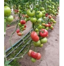 Pomidor Clarosa 250 nasion