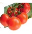 Pomidor Merlice 500 nasiona