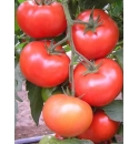 Pomidor Carnegie 500 nasion