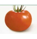 Pomidor Emotion 500 nasion