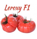 Pomidor Leroxy 250 nasion