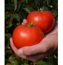 Pomidor Red Morning 5000 nasion