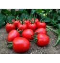 Pomidor Marcus 250 nasion