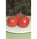 Pomidor Polfast 5g