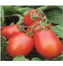 Pomidor Pegaso 5000 nasion