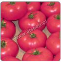 Pomidor Mal280 250 nasion
