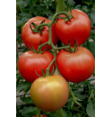 Pomidor Arnajevo 250 nasion